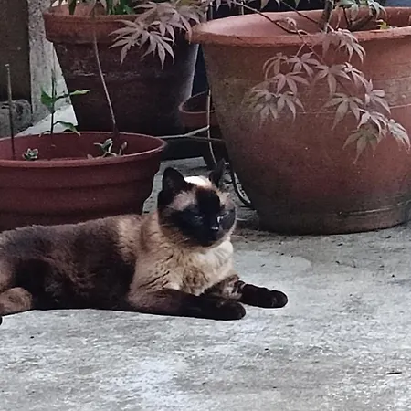 La Maison Des Artistes * Laguépie